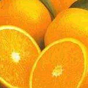 Florida Valencia Oranges