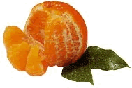 Temple Oranges